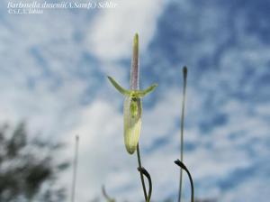 Barbosella dusenii