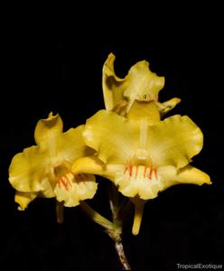 Dendrobium lowii