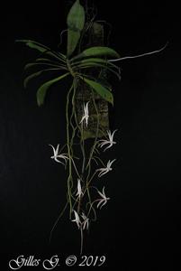 Aerangis arachnopus