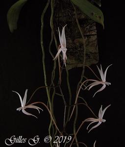 Aerangis arachnopus