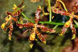 Rossioglossum insleayi