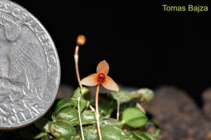 Bulbophyllum catenarium