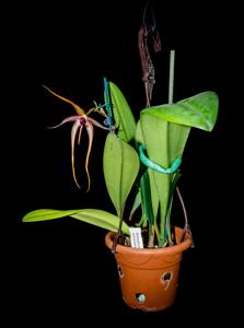 Bulbophyllum echinolabium