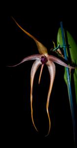 Bulbophyllum echinolabium