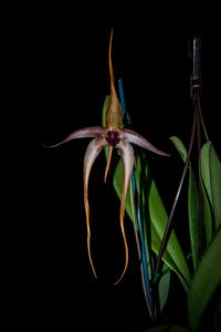 Bulbophyllum echinolabium