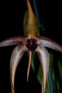 Bulbophyllum echinolabium