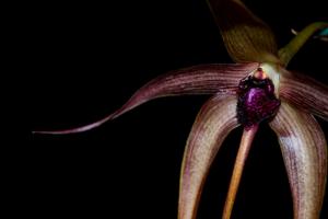 Bulbophyllum echinolabium