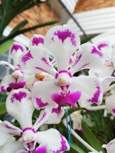 Vanda luzonica