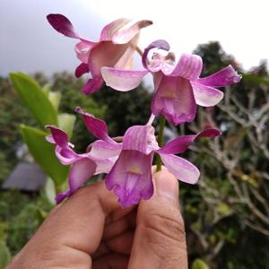 Dendrobium taurinum