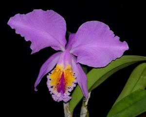 Cattleya mossiae