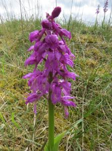 Orchis mascula