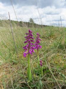 Orchis mascula