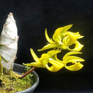 Mormodes tapoayensis