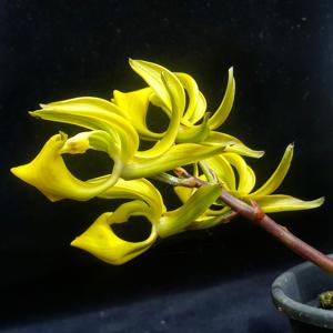 Mormodes tapoayensis