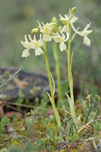 Orchis provincialis