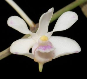 Vanda lilacina