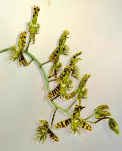 Catasetum multifissum