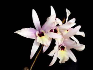 Laelia rubescens