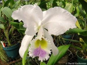 Cattleya gaskelliana