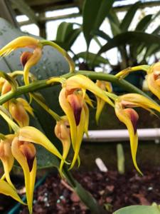 Bulbophyllum lasianthum