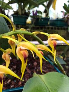 Bulbophyllum lasianthum