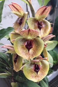 Catasetum expansum