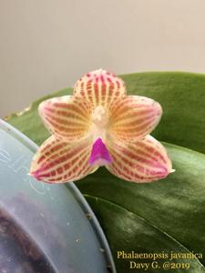 Phalaenopsis javanica