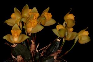 Lycaste crinita