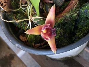 Maxillaria desvauxiana