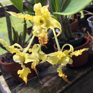Dendrobium spectabile f. aurea
