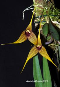 Masdevallia caesia