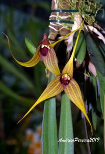 Masdevallia caesia