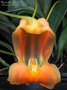 Masdevallia prodigiosa