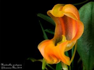 Masdevallia prodigiosa