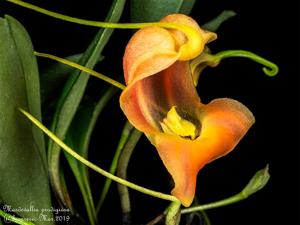 Masdevallia prodigiosa