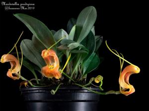 Masdevallia prodigiosa