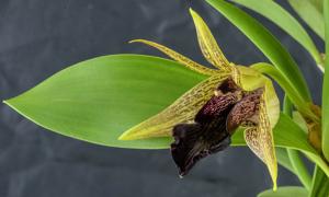 Dendrobium amplum