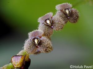 Stelis microchila