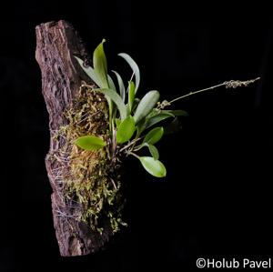 Stelis microchila