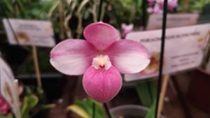 Phragmipedium fischeri