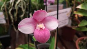 Phragmipedium fischeri