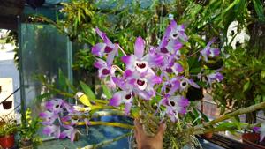 Dendrobium nobile