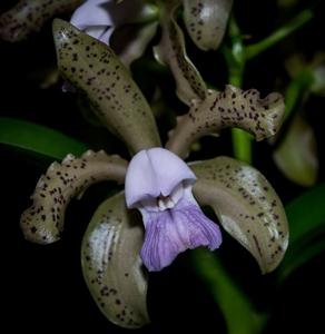 Cattleya tigrina