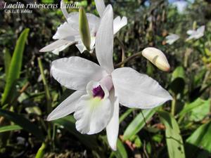 Laelia rubescens