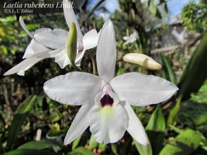 Laelia rubescens