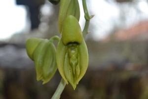 Catasetum integerrimum