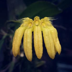 Bulbophyllum auratum