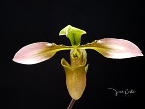 Paphiopedilum appletonianum