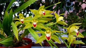 Cymbidium lowianum