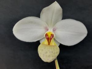 Paphiopedilum emersonii